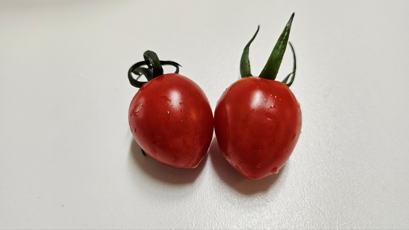 스테비아토마토2