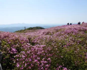 황매산 철쭉축제_7