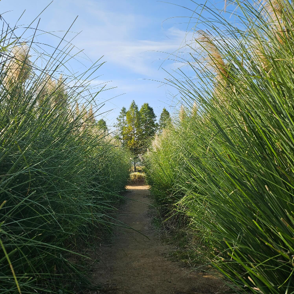 청산수목원-팜파스