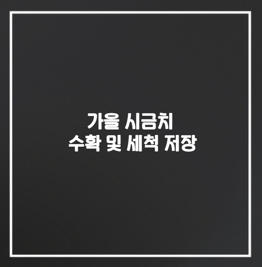 시금치 수확 세척 그리고 저