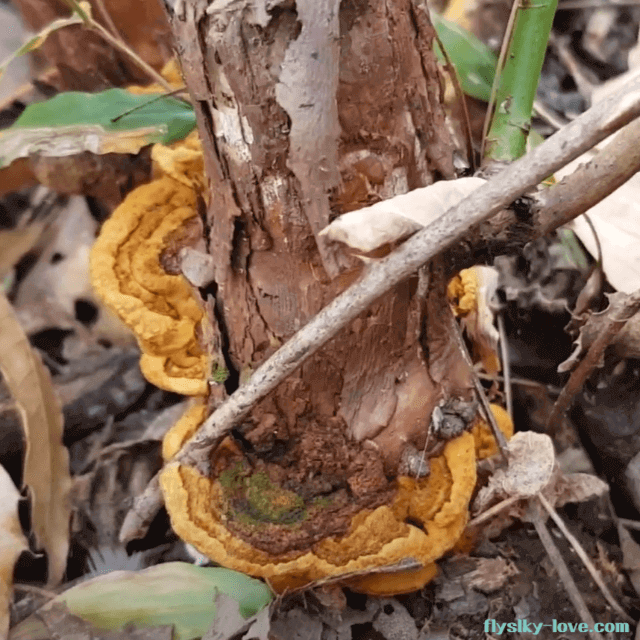 약성이 뛰어난 찔레버섯
