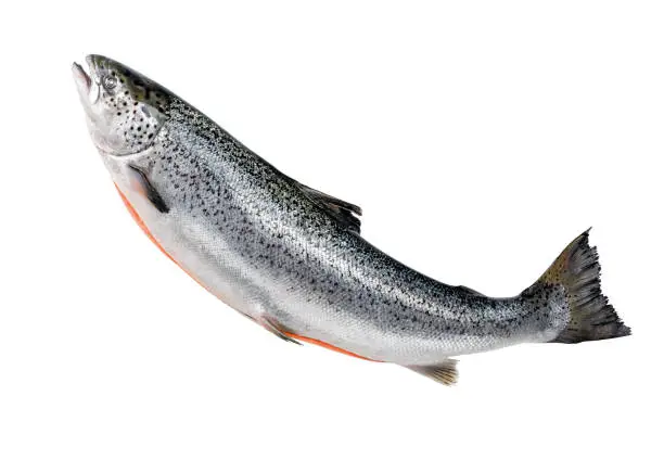 갈치 김치 맛있게 담는 법