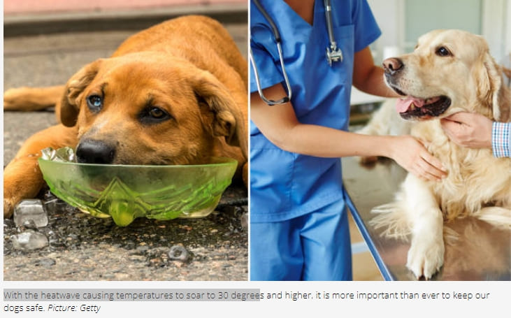 폭염 동안 애완동물 시원하게 유지 방법