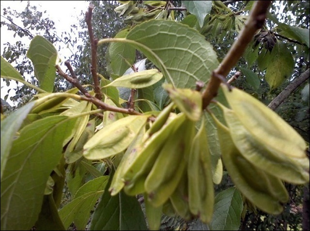 두충 효능&amp;#44; 혈압 조절까지