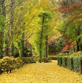 베어트리파크 단풍축제 할인&amp;#44; 맛집&amp;#44; 주차장