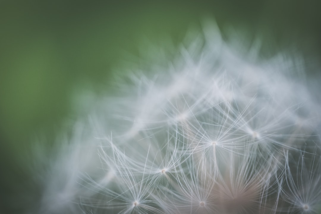 Seed