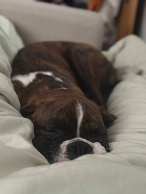 강아지가 공간을 인식하는 방식, ‘안정의 자리’를 찾는 본능