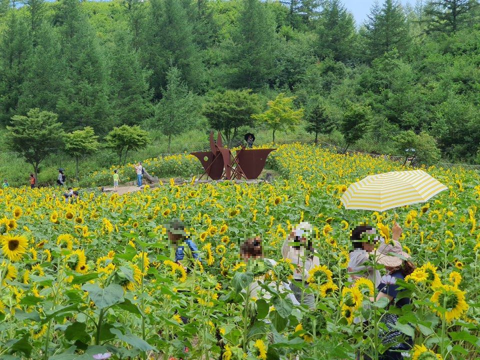 태백 해바라기축제