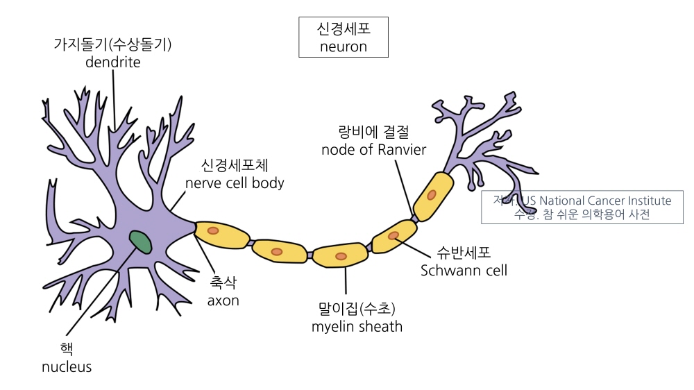 신경세포의 구조를 는 이미지
