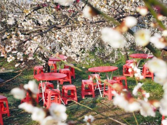 원동 매화축제 안내 2025년