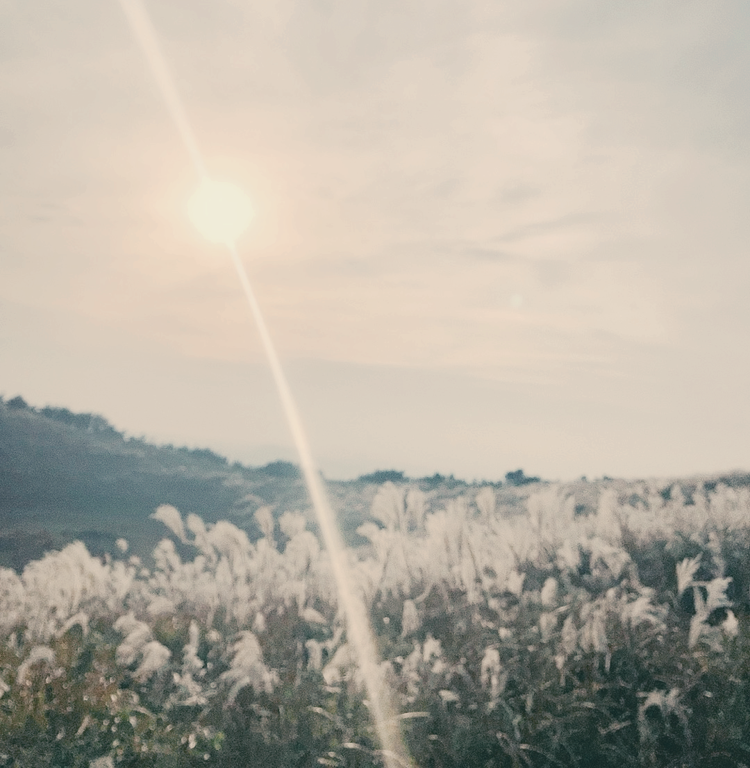 가을 제주도 서쪽 추천 여행지, 일몰 억새명소 금오름 소요시간 주차장 정보