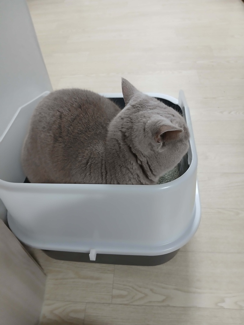 하루 3회, 10분 이상의 자연 환기와 공기청정기 활용은 실내 암모니아 농도를 낮추는 가장 확실한 방법입니다