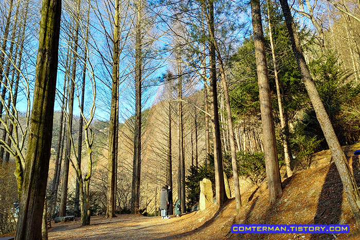 장태산 자연휴양림 숲속