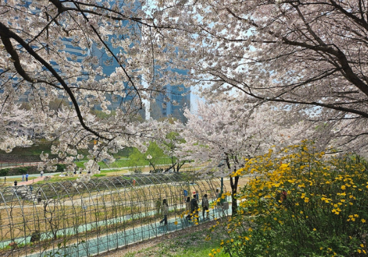 서울 양재천 벚꽃 축제