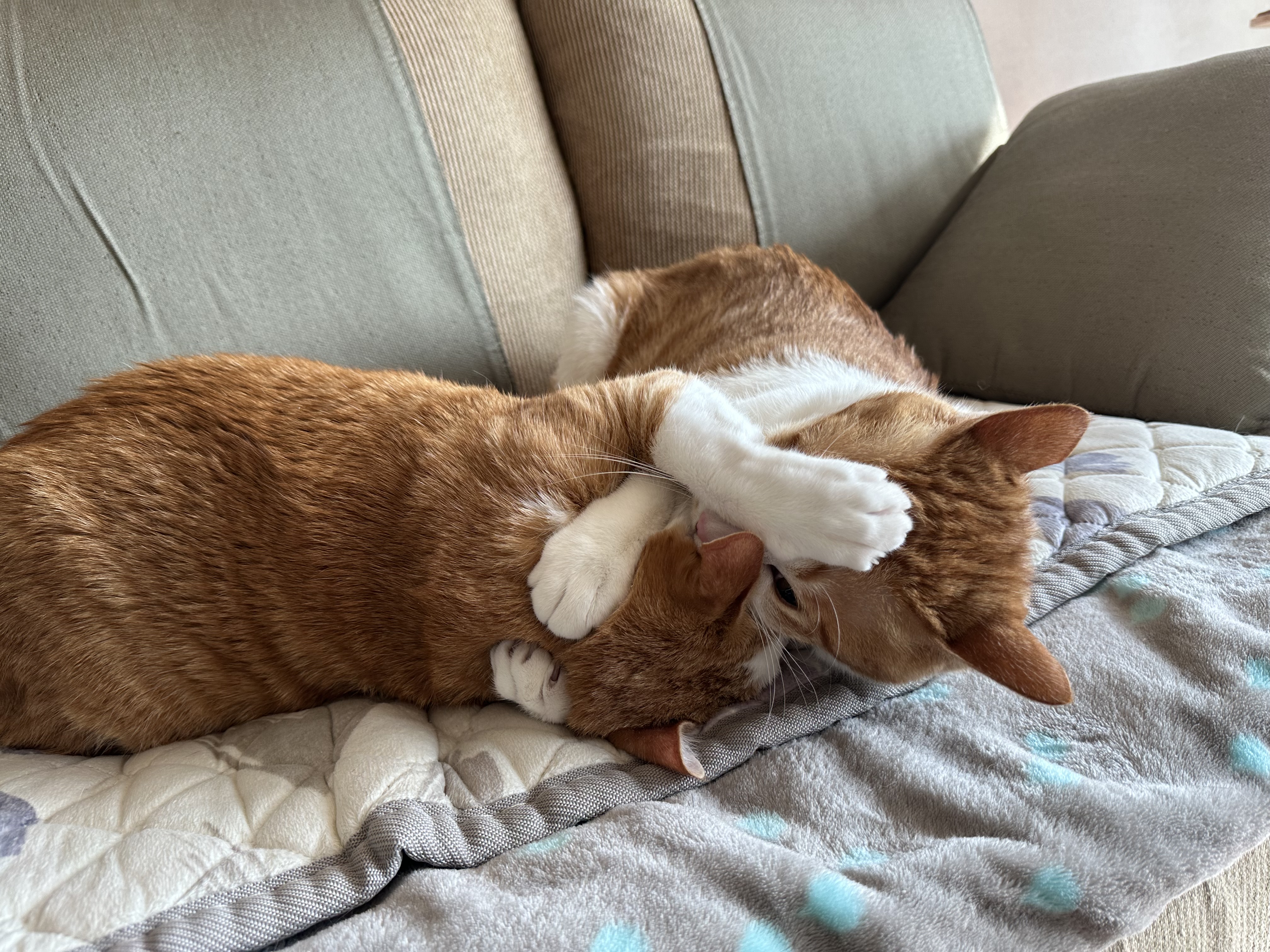 형아랑 놀고 싶어서 머리까지 깨물었지만...(feat.잔뜩 실망한 막둥이)