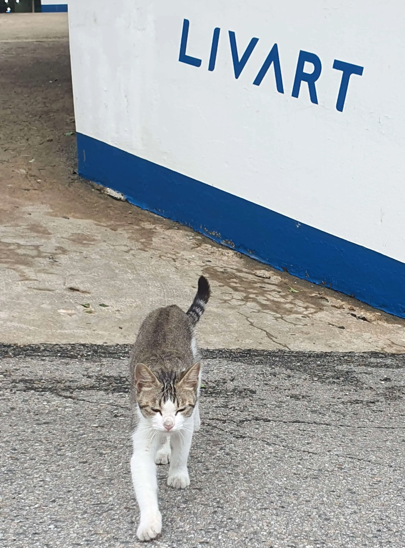 리바트-용인점-부근에-돌아다니는-길고양이