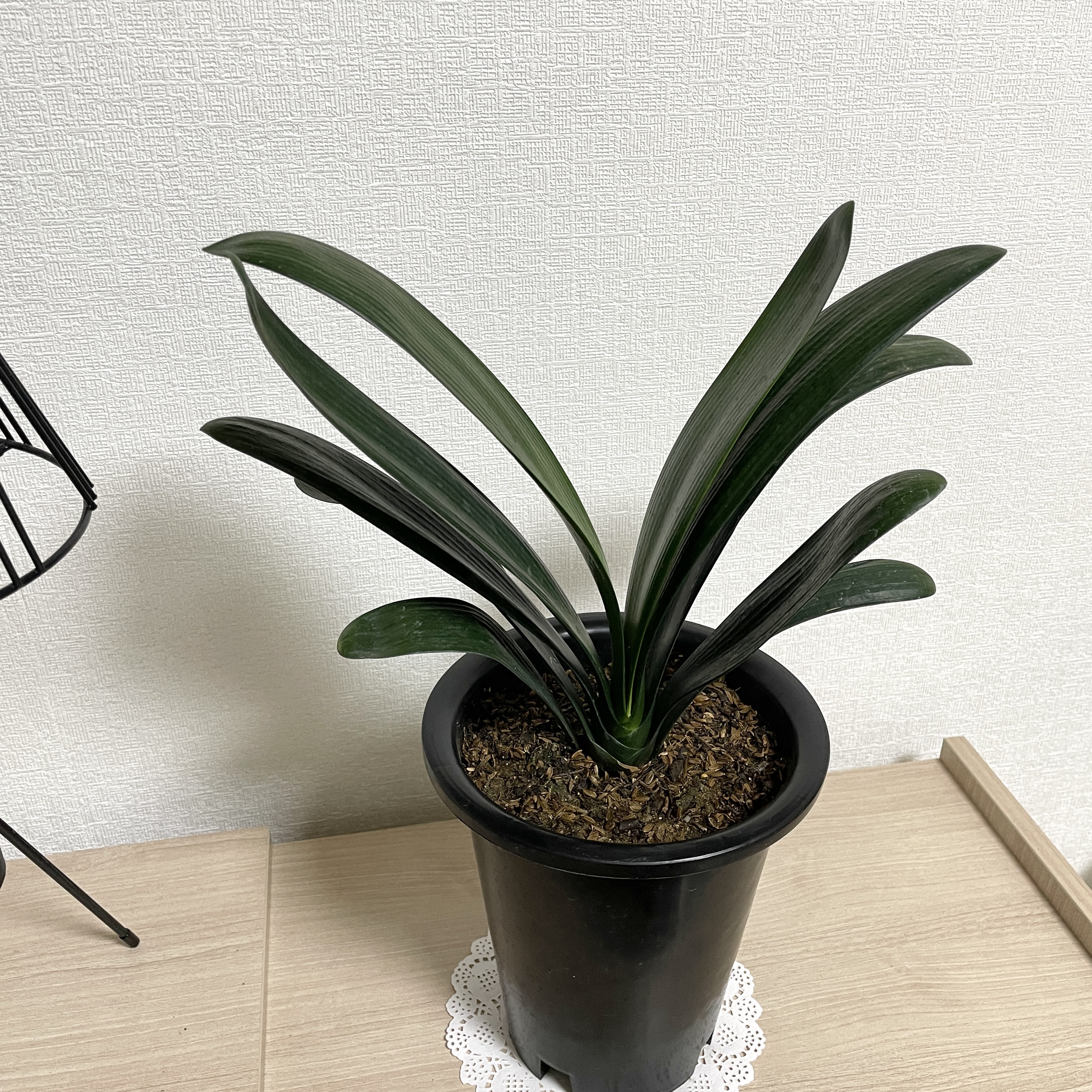 군자란 관리법 분갈이 물주기