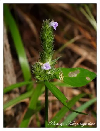 약용식물 가는잎산들깨 석향유 여름철 한방재 건강 효과_18