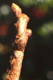 굴피나무 겨울눈