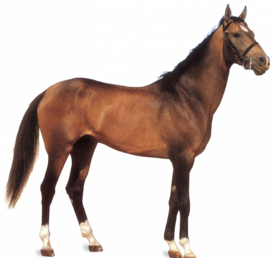 말 Horse