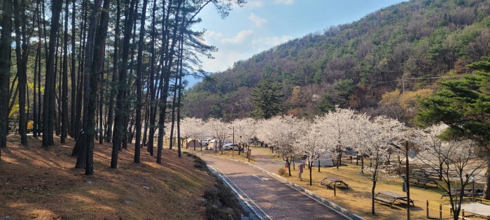 별빛야영장 작천정오토캠핑장 벚꽃