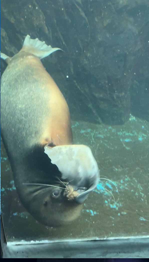 여수아쿠아플라넷-공연시간표