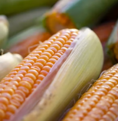 옥수수 효능과 부작용 영양성분 고르는법 칼로리