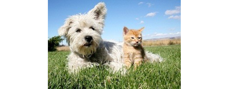 동두천시 동물병원