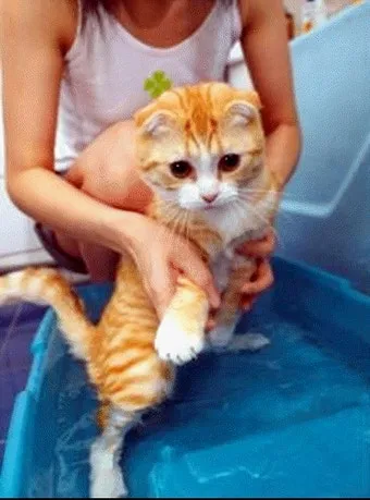 고양이 쉽게 목욕하는 방법과 준비 요령_11