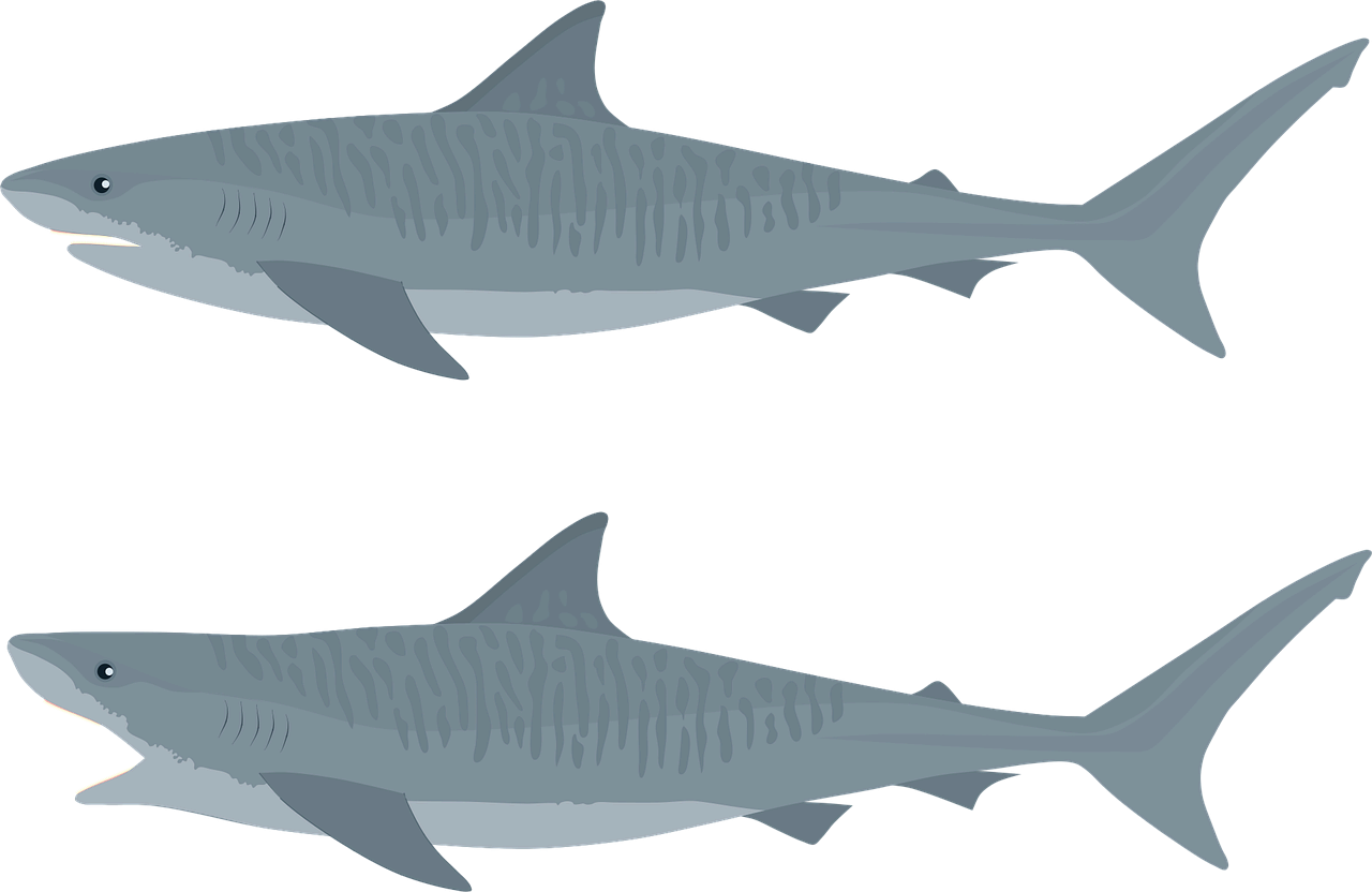 희귀 심해 생물 인간이 거의 보지 못한 심해 뱀상어