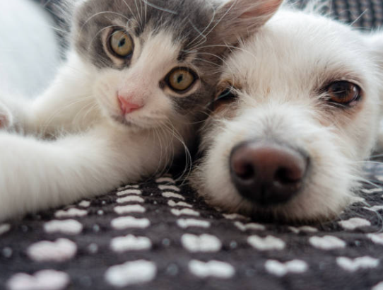 경기도 1인가구 병원 안심동행서비스