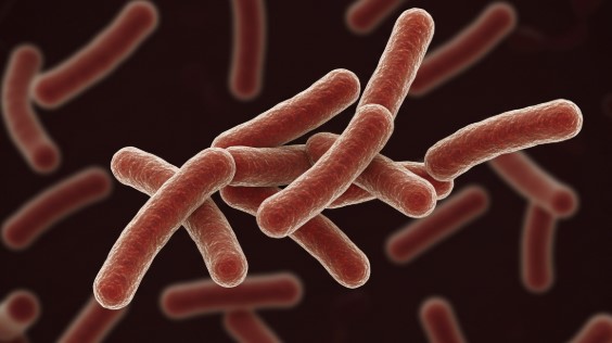 KF140 유산균의 당독소 분해 원리 완전 분석