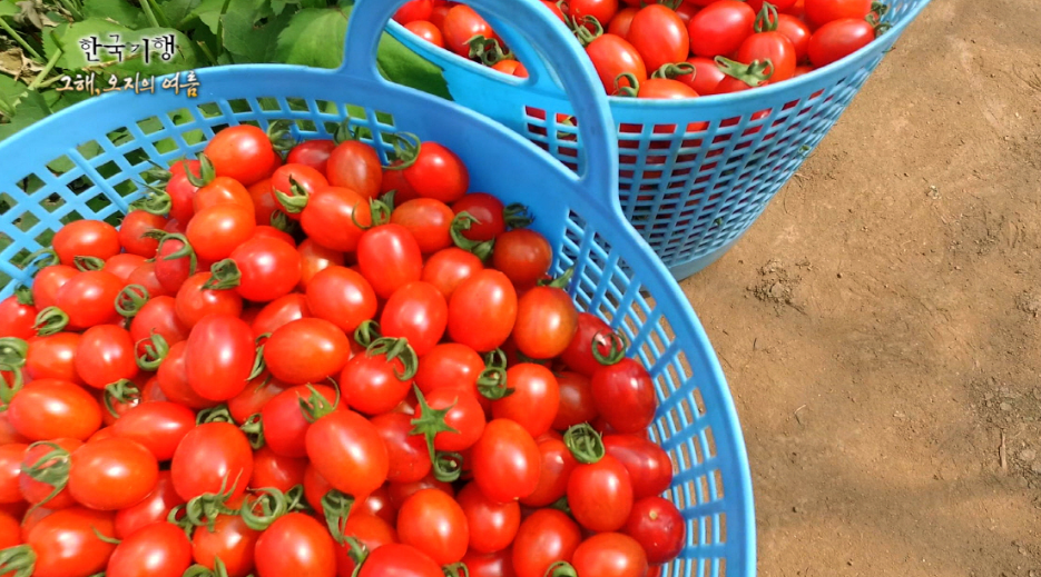 토마토_질문