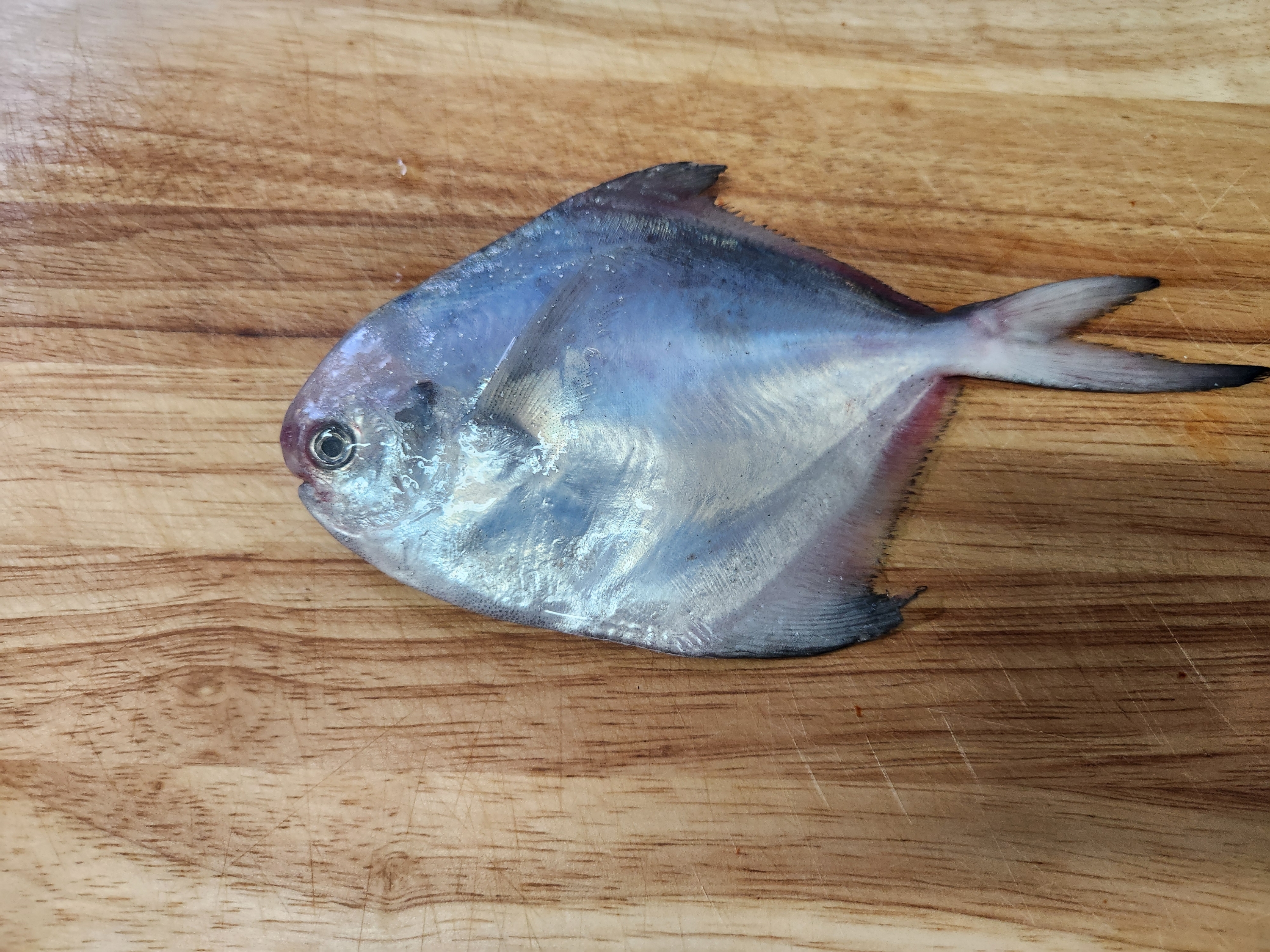 병어 한마리를 손질하기위해 보여주는 모습