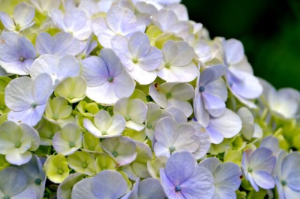 화담숲 추천