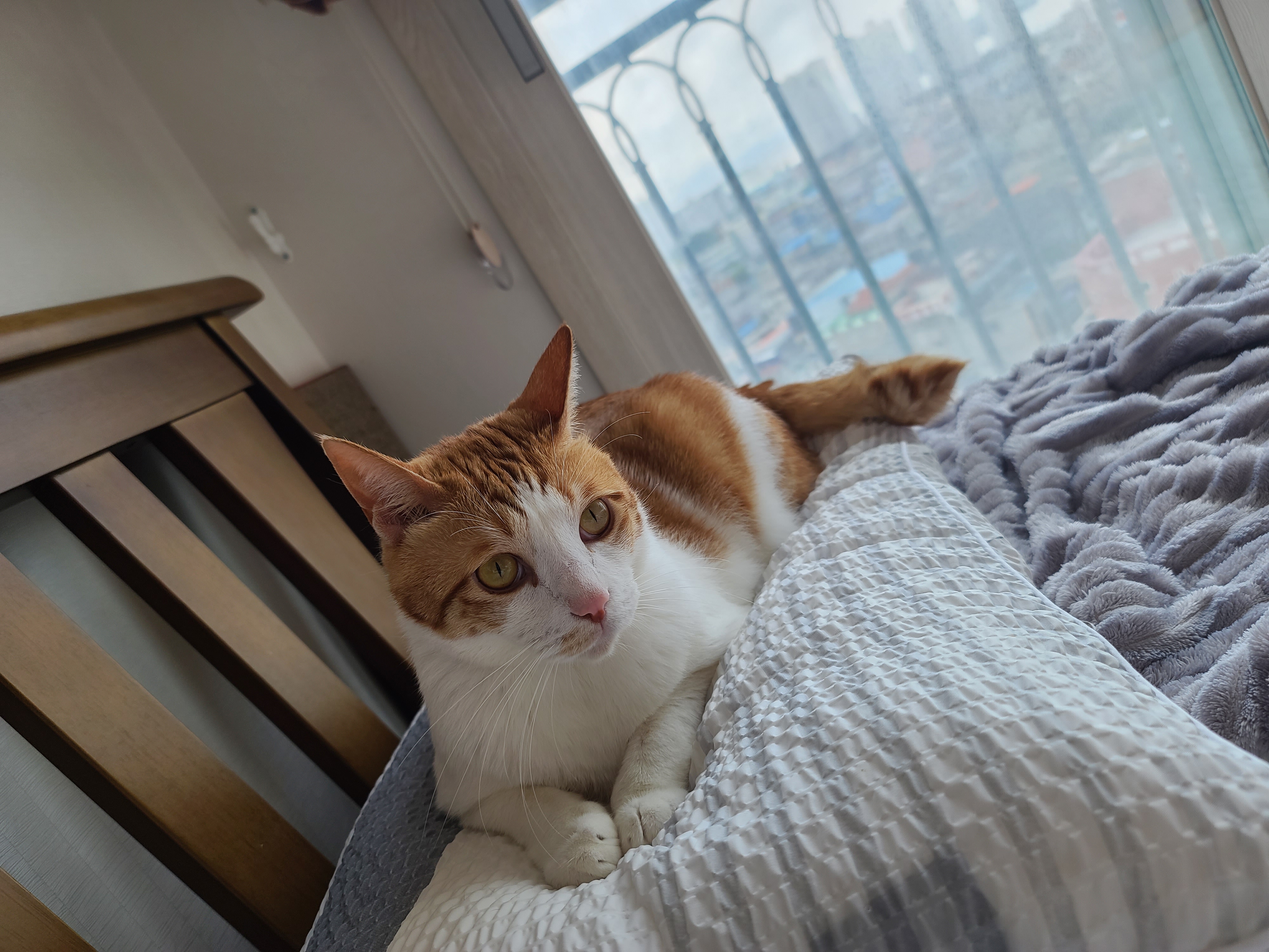 막둥이 치즈고양이 삐용이