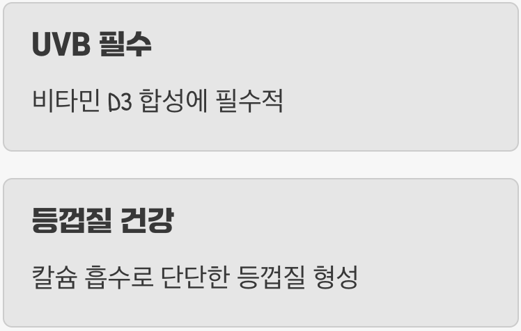 &amp;#39;태양&amp;#39;을 선물하세요&amp;#44; UVB 램프의 중요성