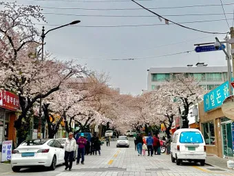 부산 벚꽃 명소 추천 숨겨진 뷰포인트_13
