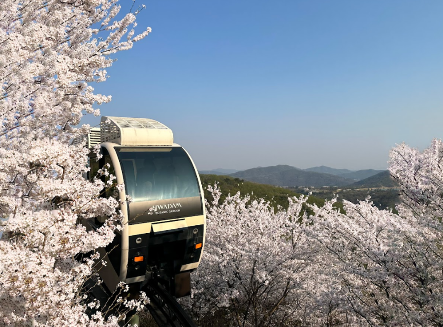 화담숲 예약 & 방문 가이드 ❘ 봄 벚꽃부터 가을 단풍까지 완벽 정리
