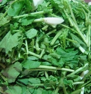 열무 효능 부작용 고르는법 칼로리