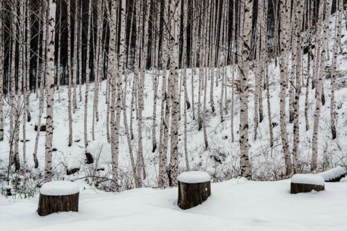 인제-풍경-자작나무-겨울-이미지