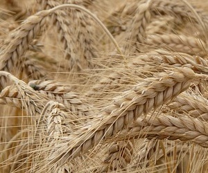 보리 효능 -항산화 효능