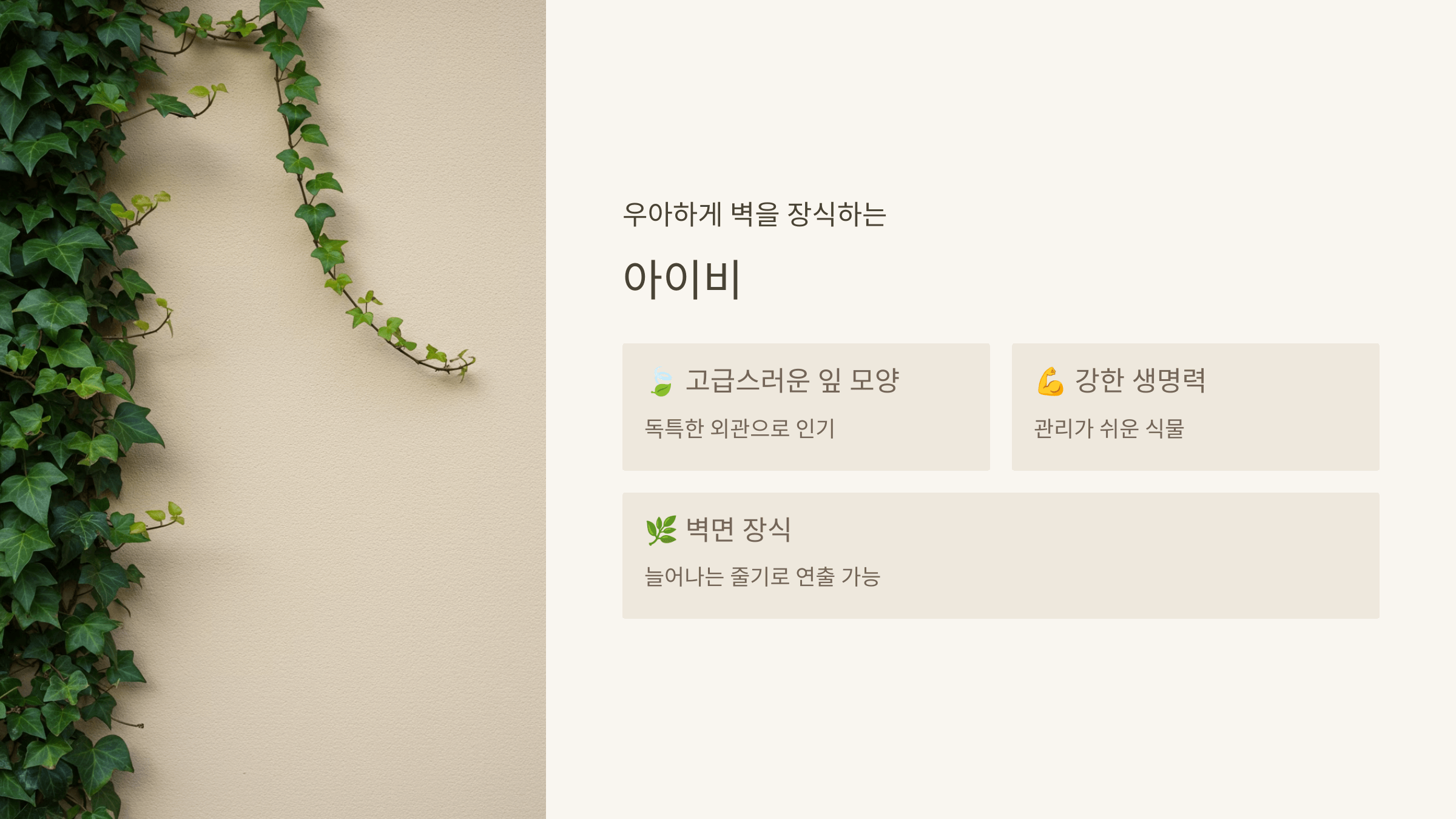 아이비