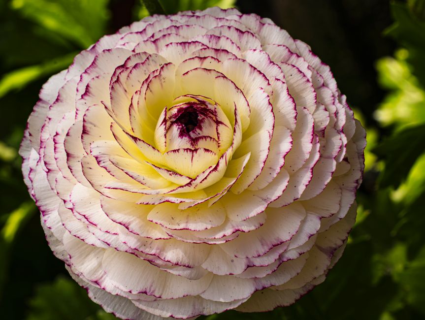 Close-up of a white ranunculus flower with purple edges showcasing its layered petals in natural sunlight.