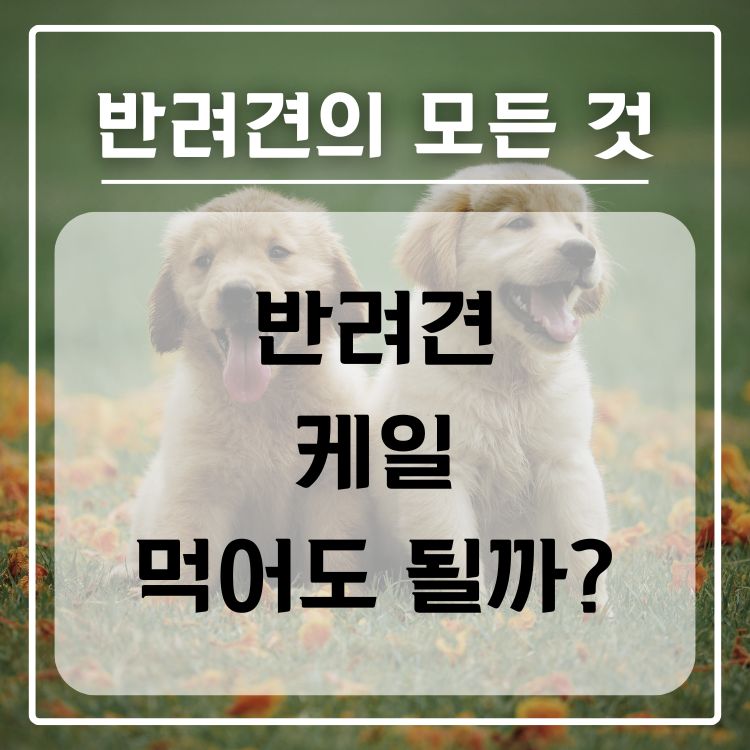 반려견 케일 급여 가능 여부, 적정량, 주의 사항