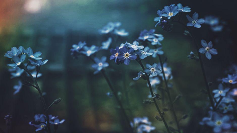 Tranquil close-up of blue forget-me-not flowers with a blurred background, capturing the essence of spring.