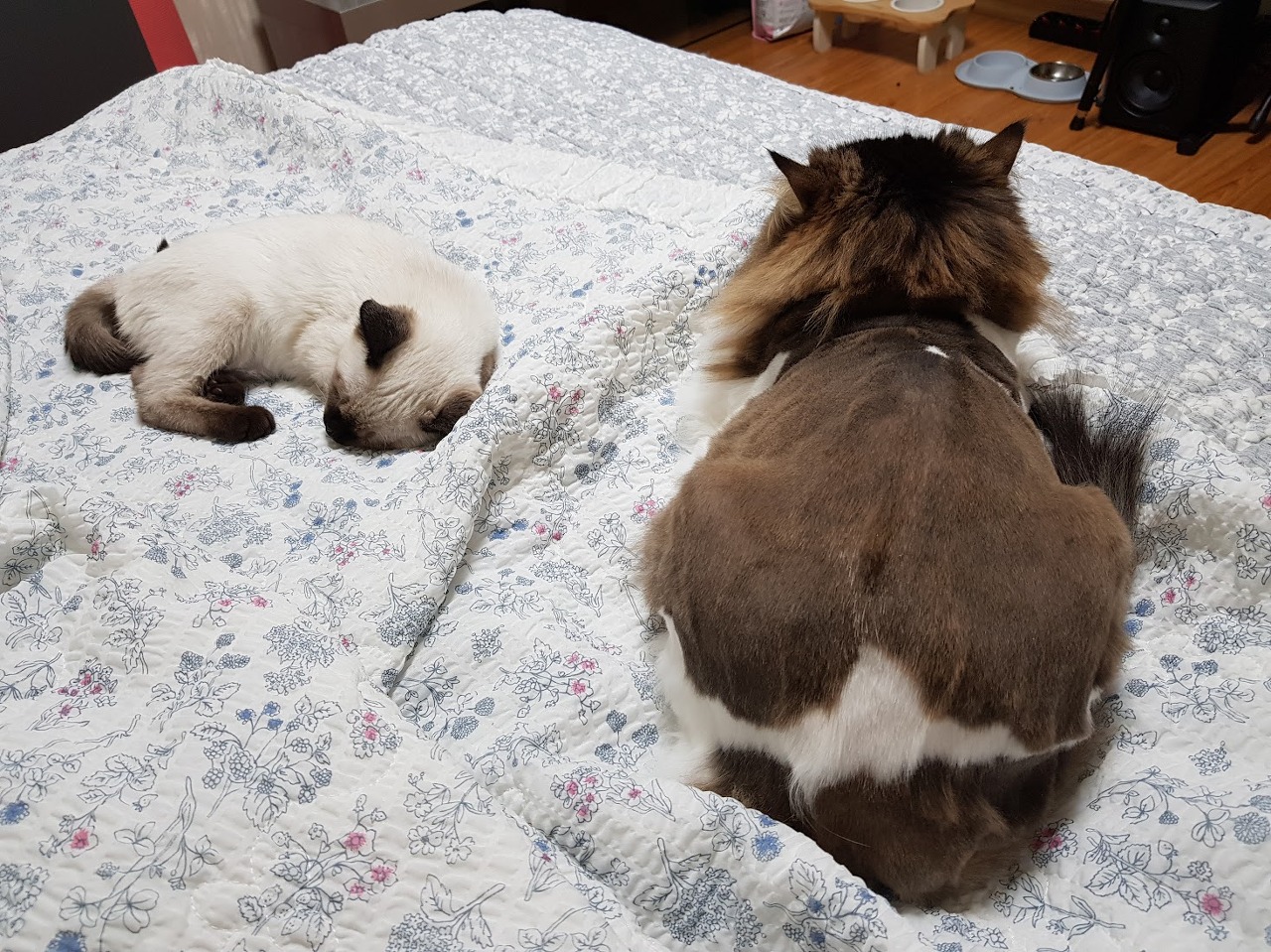 침대위의 새끼 샴고양이와 성묘 페르시안