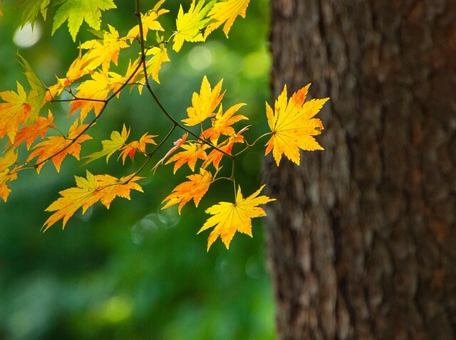내장산 단풍여행