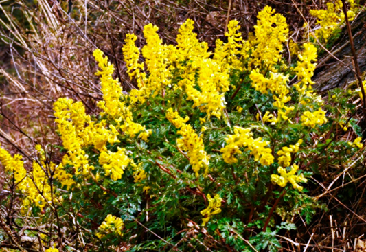 어정초, 괴불주머니, 괴불주머니효능