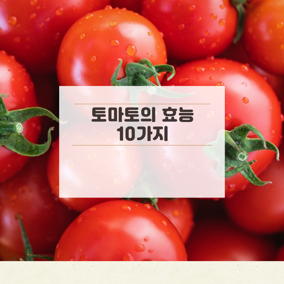 토마토의 효능